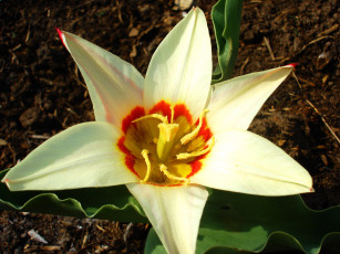 Картинка цветы тюльпаны