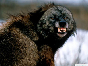 Картинка отстань то укушу животные волки