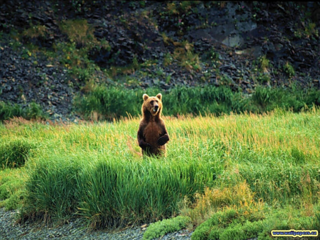 Обои картинки фото один, поле, воин, животные, медведи