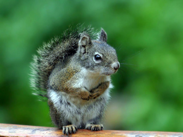 Обои картинки фото ой, куда, же, собиралась, животные, белки