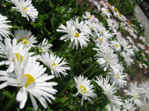 Картинка цветы ромашки