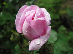 Картинка цветы розы