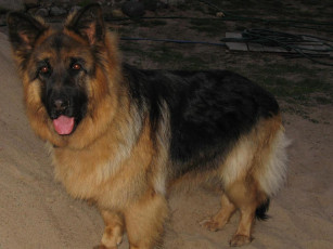 Картинка ронда3 животные собаки