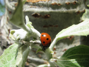 Картинка животные божьи коровки