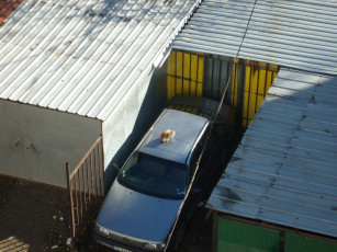 Картинка животные коты