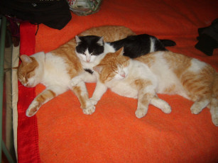 Картинка животные коты