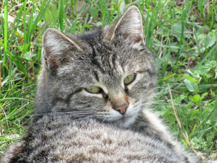 Картинка животные коты