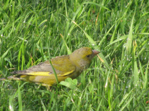 Картинка животные птицы