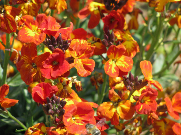 Обои картинки фото цветы