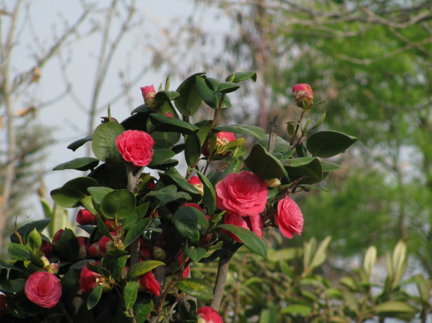 Обои картинки фото цветы, камелии