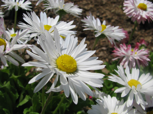 Обои картинки фото цветы, маргаритки