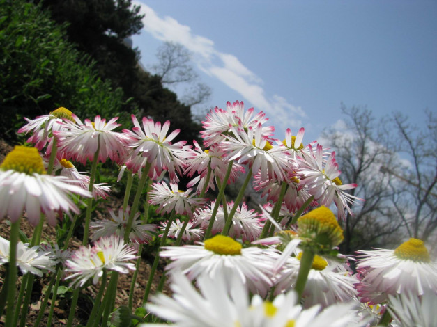 Обои картинки фото цветы, маргаритки