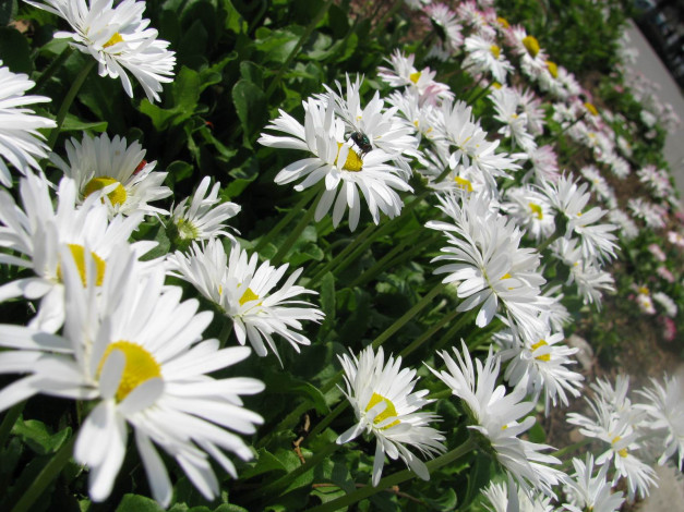 Обои картинки фото цветы, ромашки