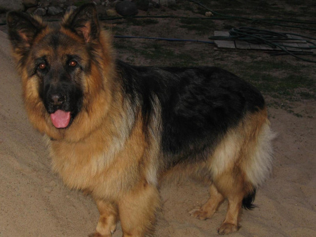 Обои картинки фото ронда3, животные, собаки