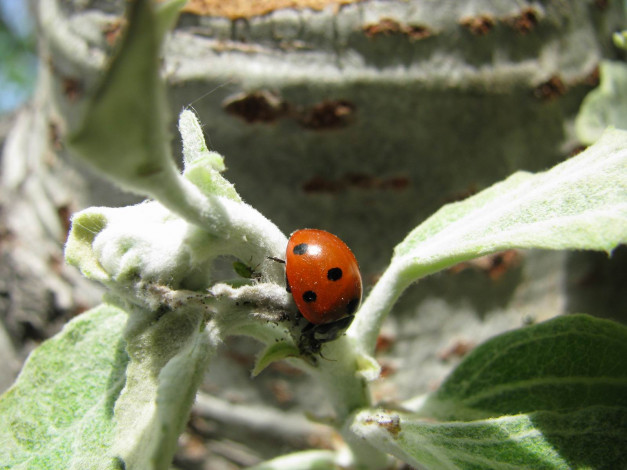 Обои картинки фото животные, божьи, коровки