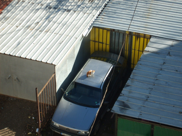 Обои картинки фото животные, коты