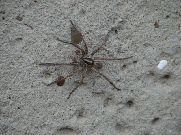 Обои картинки фото животные, пауки