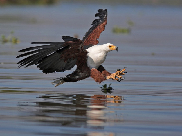 Обои картинки фото artem, pereslavtsev, фиш, игл, атакует, или, зачем, рыбакам, педикюр, животные, птицы, хищники