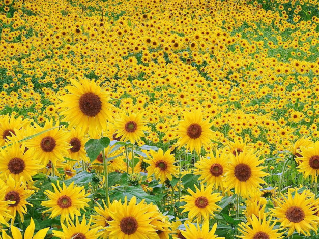 Обои картинки фото цветы, подсолнухи