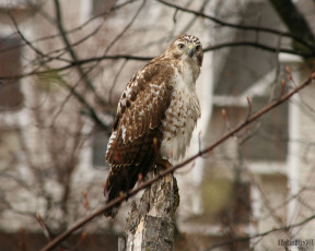 Картинка животные птицы хищники