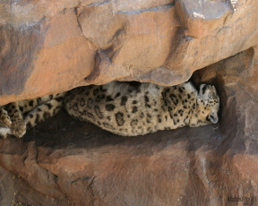 Картинка животные снежный барс ирбис