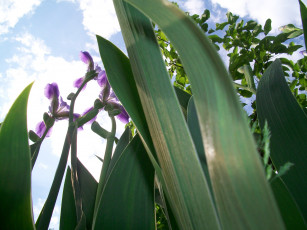 Картинка цветы ирисы