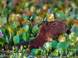 Картинка животные капибары