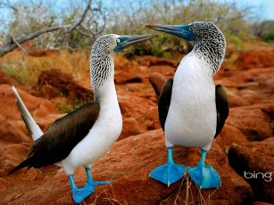 Картинка животные олуши