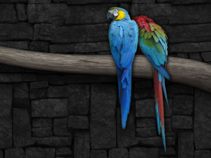 Картинка животные попугаи