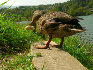 Картинка животные утки