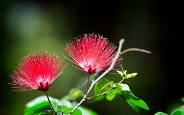 Картинка цветы акация