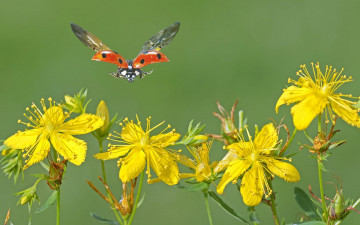 Картинка цветы луговые полевые