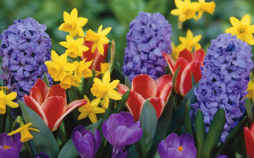 Картинка цветы разные вместе