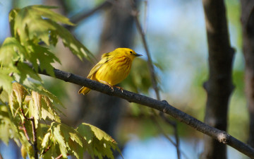 Картинка животные птицы