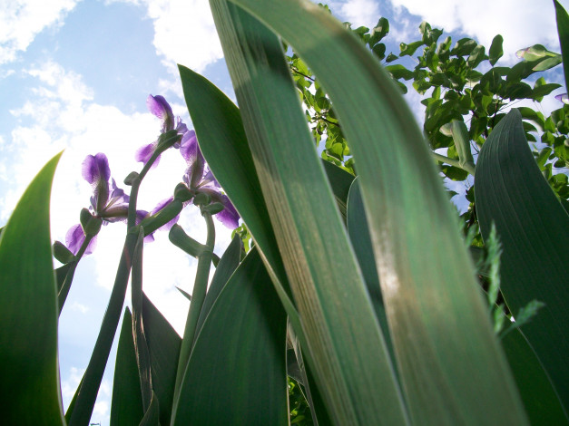 Обои картинки фото цветы, ирисы