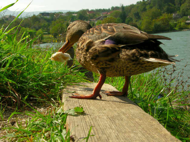 Обои картинки фото животные, утки