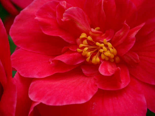 Обои картинки фото цветы