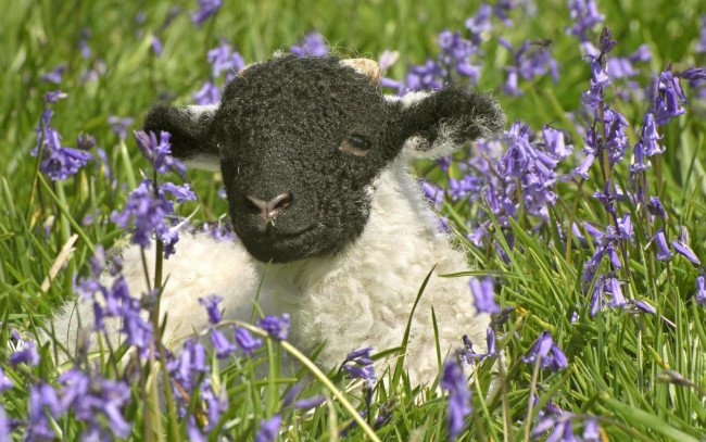 Обои картинки фото животные, овцы, бараны