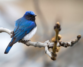 Картинка животные птицы