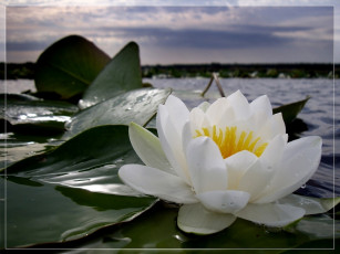 Картинка цветы лилии водяные нимфеи кувшинки