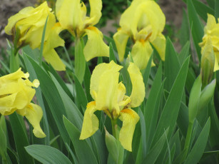 Картинка ирисы цветы