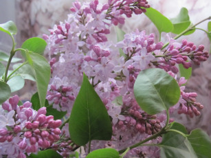 Картинка сирень цветы