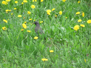 Картинка животные птицы