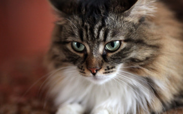 Картинка животные коты