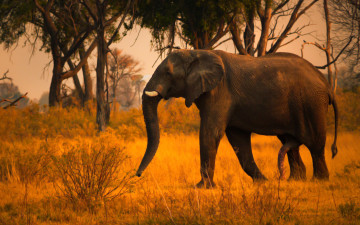 Картинка животные слоны