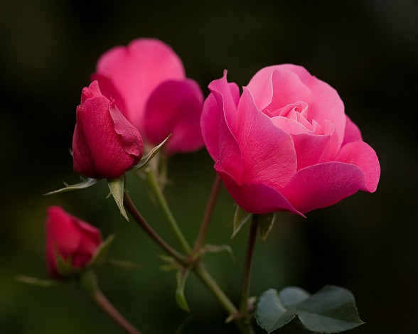 Обои картинки фото цветы, розы