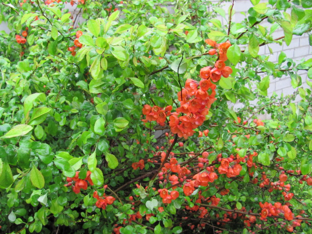 Обои картинки фото айва, японская, цветы