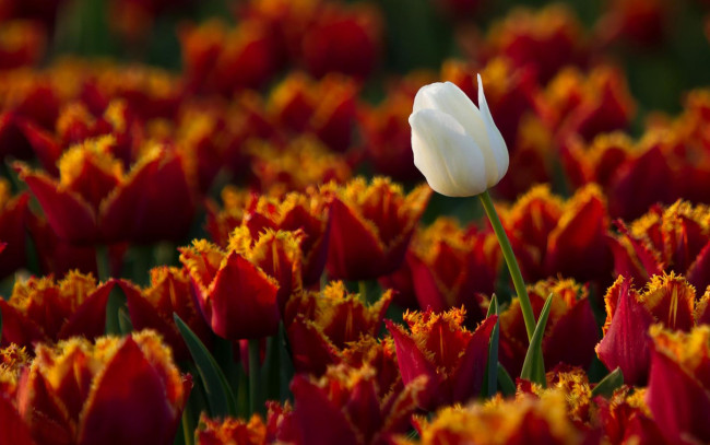 Обои картинки фото цветы, тюльпаны