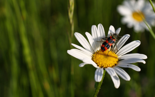 Обои картинки фото животные, насекомые