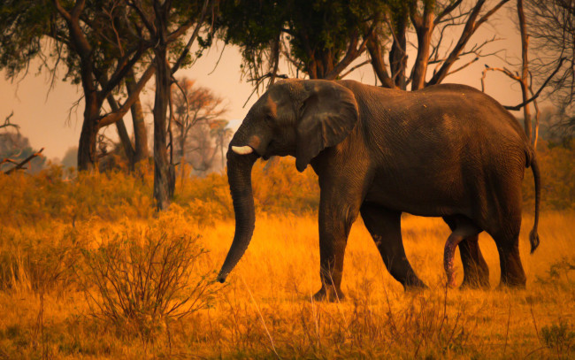 Обои картинки фото животные, слоны